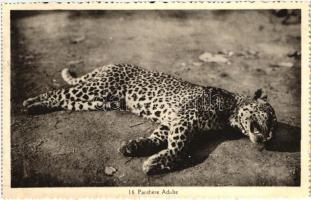 Panthere Adulte / Hunted Leopard