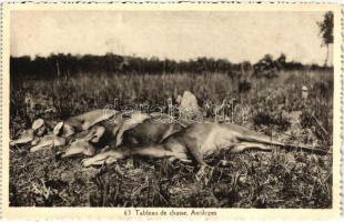 Tableau de chasse Antilopes / Hunted Antelopes