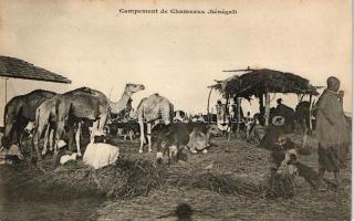 Campement de Chameaux / camel camp, donkey