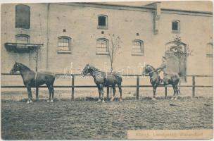 Warendorf, Landgestütt / stud farm (EK)