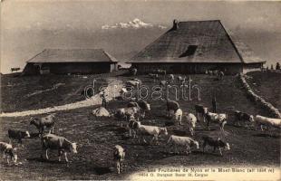 Nyon, Mont Blanc, cattle (EK)