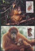 WWF Orangutan set 4 CM WWF orangután sor 4 CM