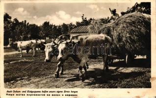 German folklore, Oxen and cows, harvest