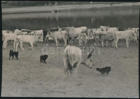 cca 1936 Gaál Margit: Nekem csaholsz? Jelzetlen vintage fotó, a szerző hagyatékából, 12x17 cm
