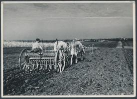 cca 1948 Tiszavölgyi József: Tavaszi vetés, pecséttel jelzett vintage fotó, 9x12 cm