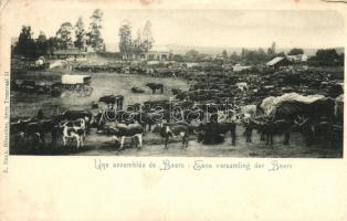 Transvaal, Une assemblée de Boers / A meeting of Boers, oxen (EK)