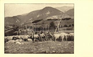 Pred dojením ovci na polonine / Kárpátaljai folklór, fejés előtt a juhok / Transcarpathian folklore, shepherds, sheep flock