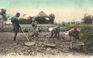 Japan, work on the field