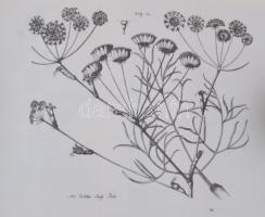 Index horti botanici universitatis Hungaricae qua Pestini est 1788 Hasonmás kiadás aranyozott egészb...