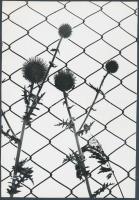 cca 1975 Zsigri Oszkár: Szamártüske, a szerző által feliratozott vintage fotóművészeti alkotás, 24x17 cm