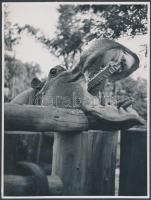 cca 1940 Szabó Tibor: Gyere csak közelebb…., vintage fotó, feliratozva, a szerző hagyatékából, 24x18 cm