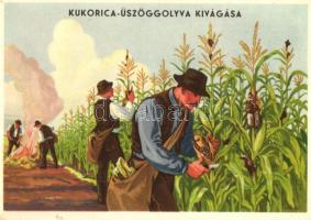 Magyar mezőgazdasági propaganda, kukorica üszöggolyva, Klösz / Hungarian agricultural propaganda, corn smut, Klösz