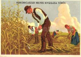 Magyar mezőgazdasági propaganda, kukoricaszár vágása, Klösz / Hungarian agricultural propaganda, cutting the corn stover, Klösz