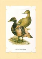 1980 Zanders színes művészi litográfia