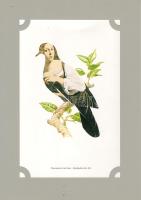 1980 Zanders színes művészi litográfia