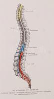 Kiss Ferencz, Szentágothai János dr.: Az ember anatómiájának atlasza. I-III. Budapest, 1954, Egészsé...