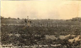 Veracruz, Mexico - 14 original hand-cut photo postcards, gluemark on backsides