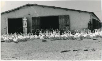 cca 1980 Libafarm a Hortobágyon, 14x24 cm
