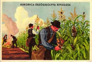 Magyar mezőgazdasági propaganda, kukorica üszöggolyva, Klösz / Hungarian agricultural propaganda, corn smut, Klösz