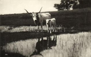 Magyar ökrök / Hungarian oxen