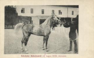 Bábolna, Shagya XVIII. törzsmén; kiadja Fischer Gyula