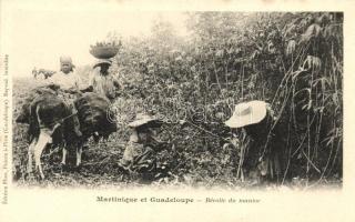 Martinique et Guadeloupe, Recolte du manioc / cassava harvest, folklore