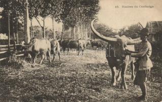 Rizieres du Cambodge / Rice fields of Cambodia, folklore, ox (EK)