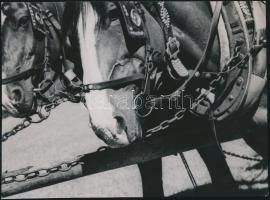 cca 1938 Reich Péter Cornel: Fogat, pecséttel jelzett vintage fotó, 13x18 cm