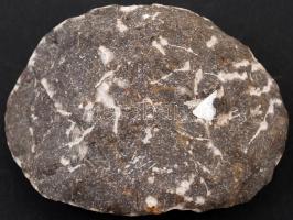 Csigamaradvány őskövület