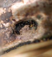 Ezüst (Ag.) nyelű desszertes készlet, jelzett, eredeti dobozában, bruttó:270 g