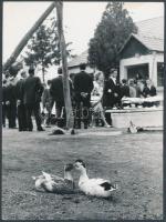 cca 1960 Farkas Gyula: Párosan szép az élet, feliratozott, pecséttel jelzett vintage fotóművészeti alkotás, egy helyen foltos, 24x18 cm