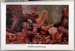 Brehm Alfréd: Az állatok világa egy kötetben. Átdolgozta Rapaics Raymund. A szerző arcképével, 10 sz...