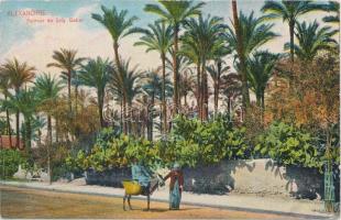 Alexandria, Palmier de Sidy Gaber / palm tree
