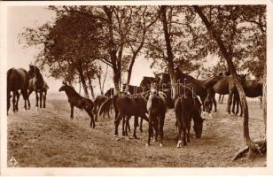 Hortobágyi ménes az akácosban