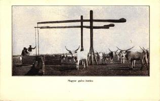 Magyar gulya itatása / Hungarian folklore, herd watering