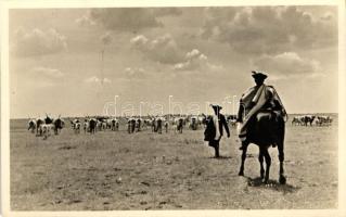 Hortobágy, terelik a gulyát, folklór