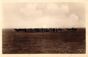 Hortobágy, ménes, folklór (EK)