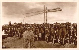 Hortobágy, ménes a kettős kútnál, folklór