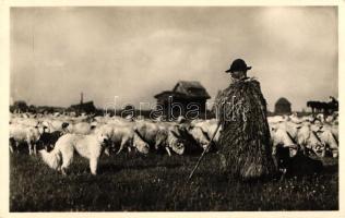 Hortobágy, Juhász a nyájával