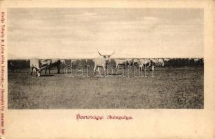 Hortobágy, ökörgulya, Haranghy Gy. amateur felv. kiadja Telegdi K. Lajos utóda