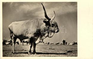 Hortobágy, magyar bika