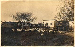 1931 Pécsvárad, G. Mahovetz Ilonka fajbaromfi és tojástelepe, photo (b)