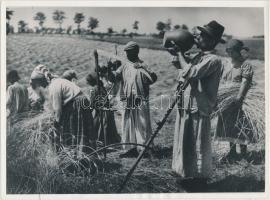 Balogh Rudolf: A boglyakemence mellett, Aratás; hátoldalon feliratozva, eredeti fotókról készült más...