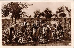 Szekszárd vidéki szüret / Hungarian folklore, grape harvest (fa)