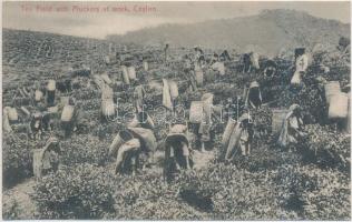 Sri Lanka, Ceylon; Tea Field with Pluckers at work