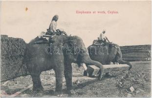 Ceylon, Srí Lanka; Elephants at work