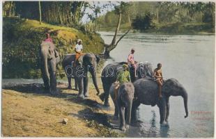 Srí Lanka, Ceylon; Elephants crossing river