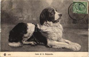 Cane di S. Bernardo / St. Bernard dog (EB)