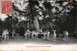 Antilope Cervicapra (Inde) (pinhole)