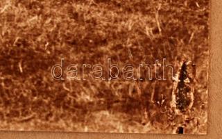 cca 1920 Roth B. (Szarvas): Csorda a szarvasi határban, hidegpecséttel jelzett, 16x24 cm, karton 24x...